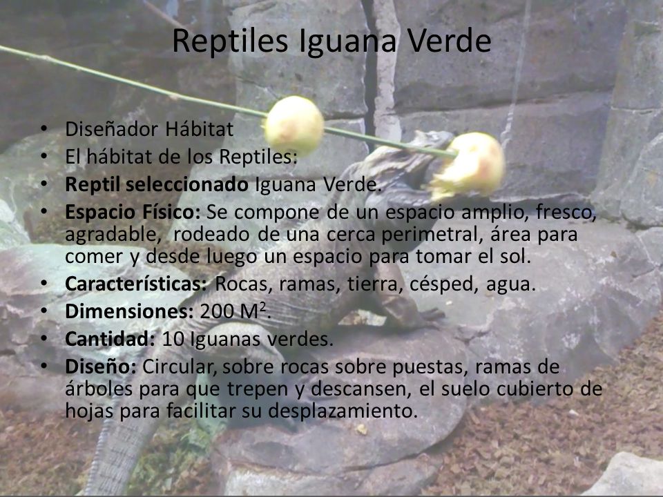 Reptiles Iguana Verde Diseñador Hábitat El hábitat de los Reptiles: