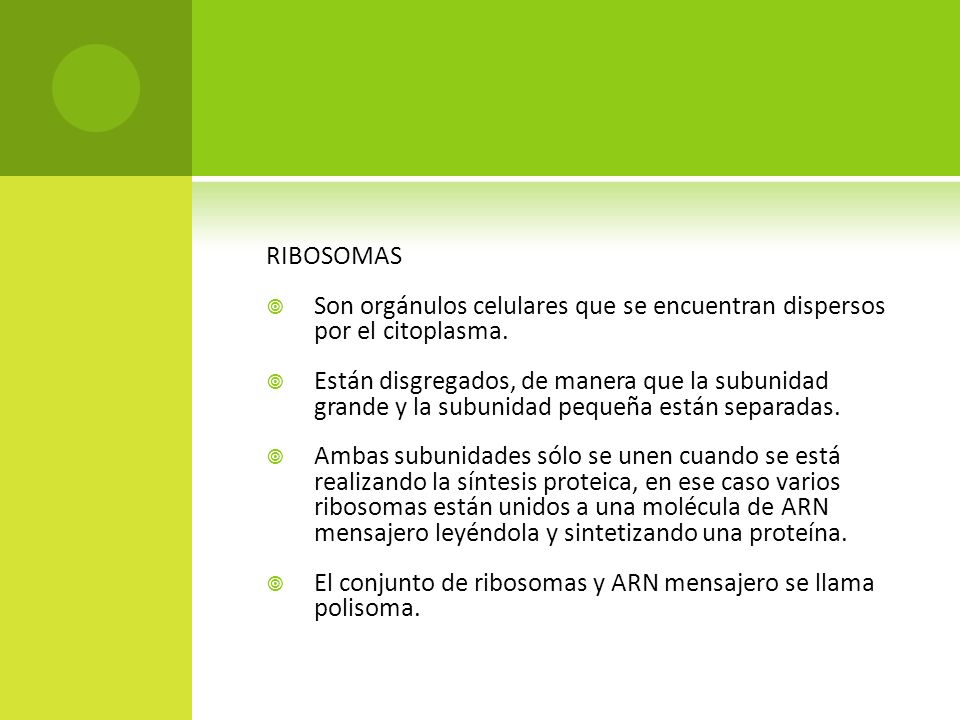 RIBOSOMAS Son orgánulos celulares que se encuentran dispersos por el citoplasma.