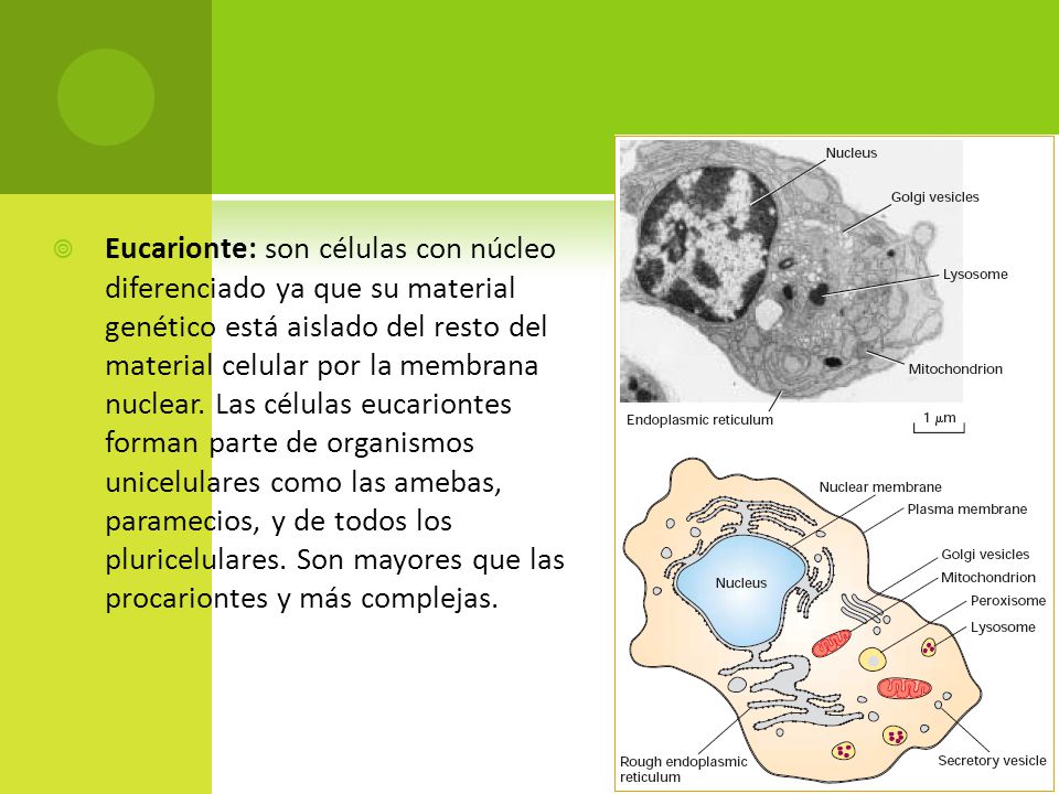 Eucarionte: son células con núcleo diferenciado ya que su material genético está aislado del resto del material celular por la membrana nuclear.