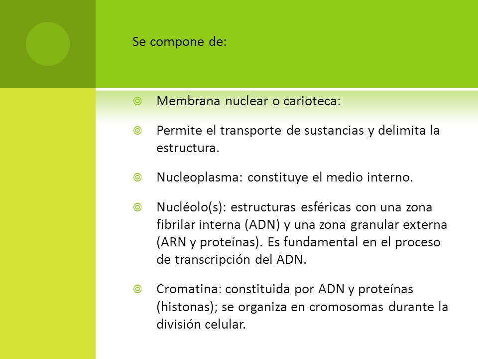 Se compone de: Membrana nuclear o carioteca: Permite el transporte de sustancias y delimita la estructura.