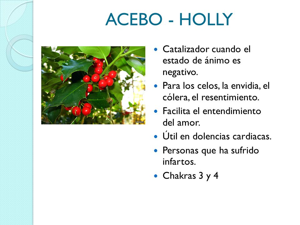 ACEBO - HOLLY Catalizador cuando el estado de ánimo es negativo.
