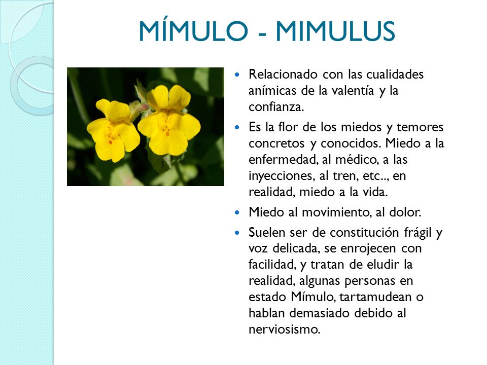 MÍMULO - MIMULUS Relacionado con las cualidades anímicas de la valentía y la confianza.