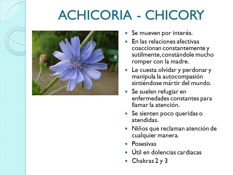ACHICORIA - CHICORY Se mueven por interés.