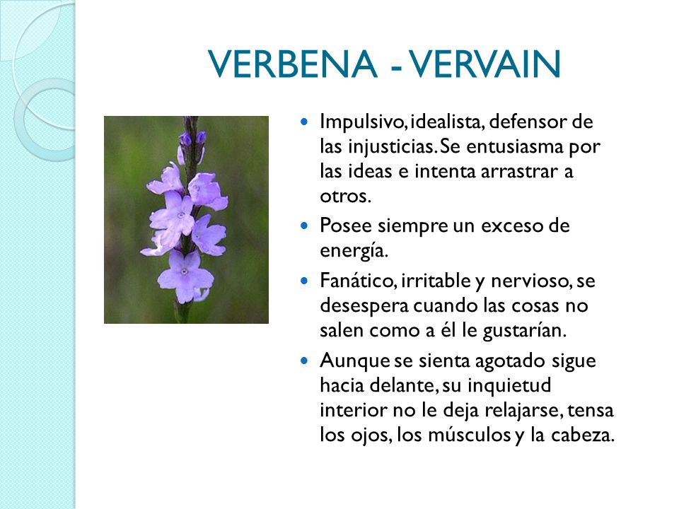 VERBENA - VERVAIN Impulsivo, idealista, defensor de las injusticias. Se entusiasma por las ideas e intenta arrastrar a otros.