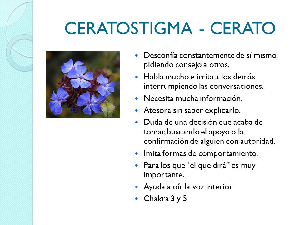 CERATOSTIGMA - CERATO Desconfía constantemente de sí mismo, pidiendo consejo a otros.