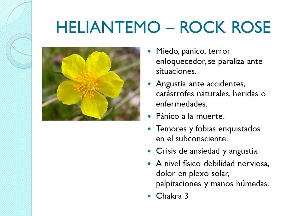 HELIANTEMO – ROCK ROSE Miedo, pánico, terror enloquecedor, se paraliza ante situaciones.