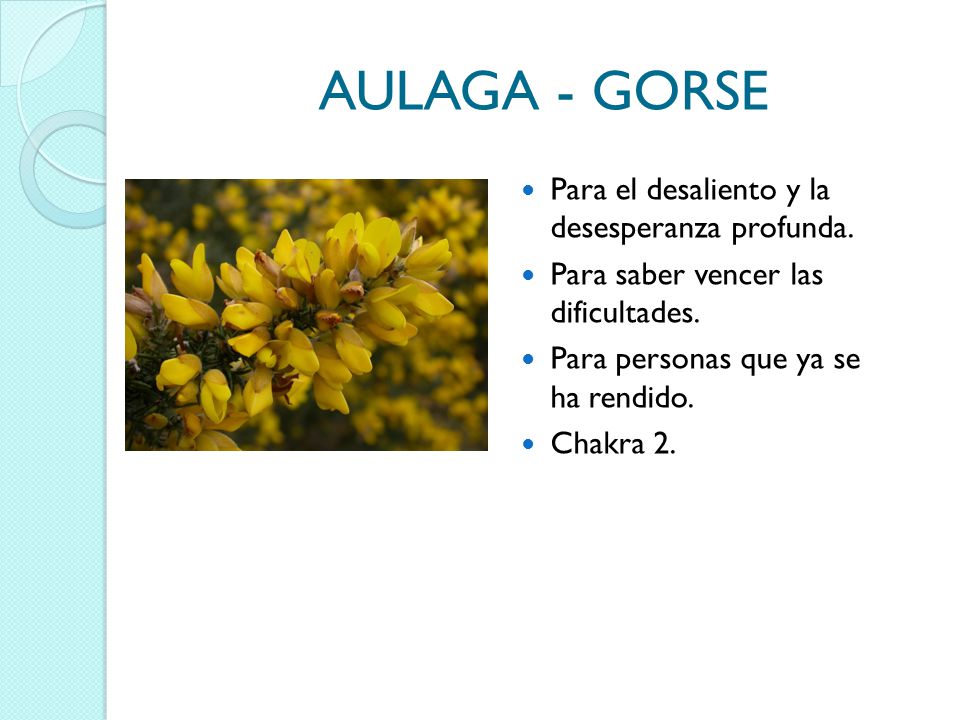 AULAGA - GORSE Para el desaliento y la desesperanza profunda.