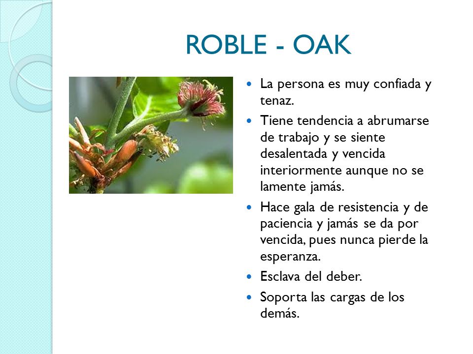 ROBLE - OAK La persona es muy confiada y tenaz.