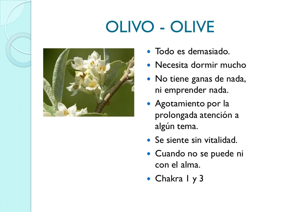 OLIVO - OLIVE Todo es demasiado. Necesita dormir mucho