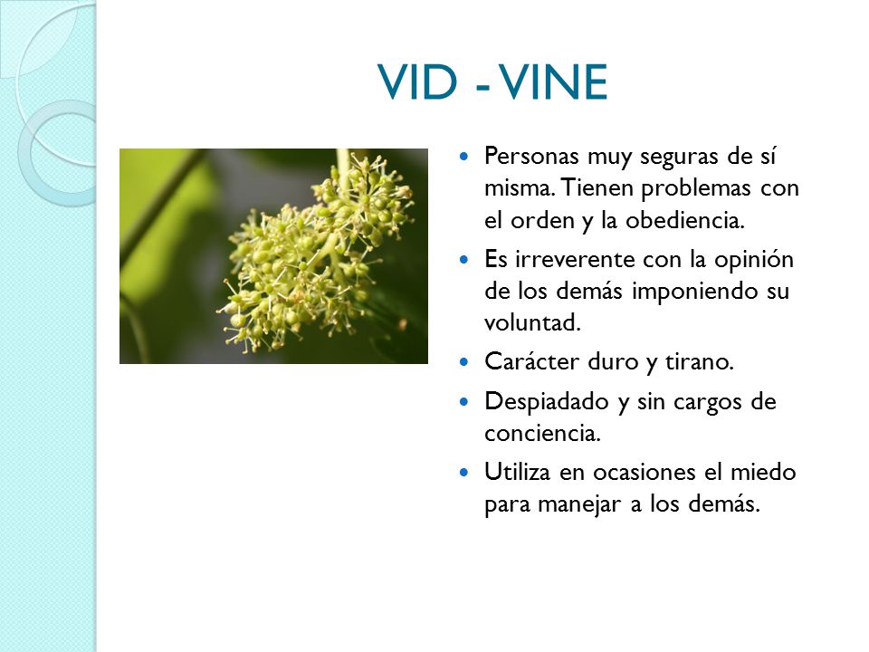 VID - VINE Personas muy seguras de sí misma. Tienen problemas con el orden y la obediencia.