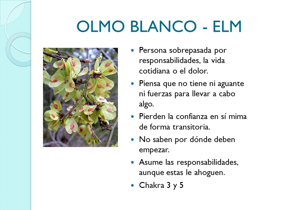 OLMO BLANCO - ELM Persona sobrepasada por responsabilidades, la vida cotidiana o el dolor.