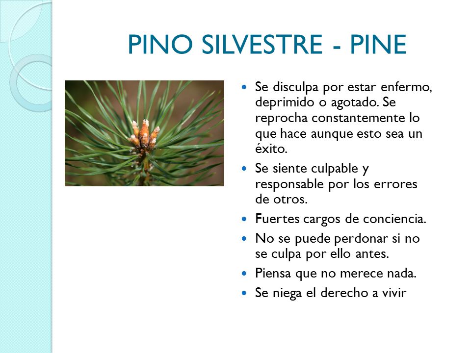 PINO SILVESTRE - PINE Se disculpa por estar enfermo, deprimido o agotado. Se reprocha constantemente lo que hace aunque esto sea un éxito.