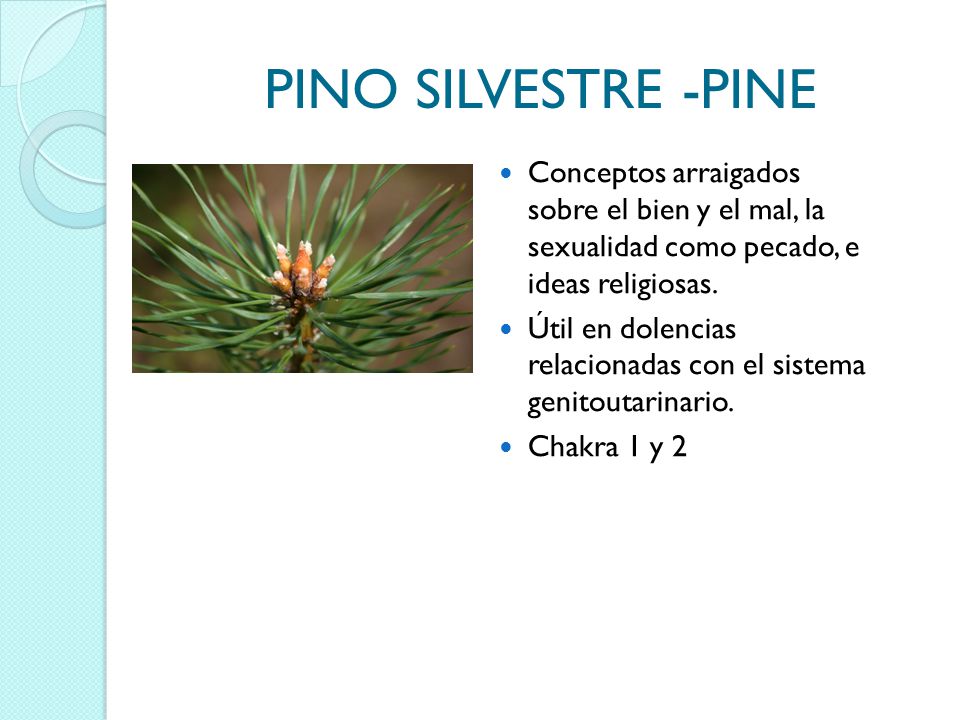 PINO SILVESTRE -PINE Conceptos arraigados sobre el bien y el mal, la sexualidad como pecado, e ideas religiosas.