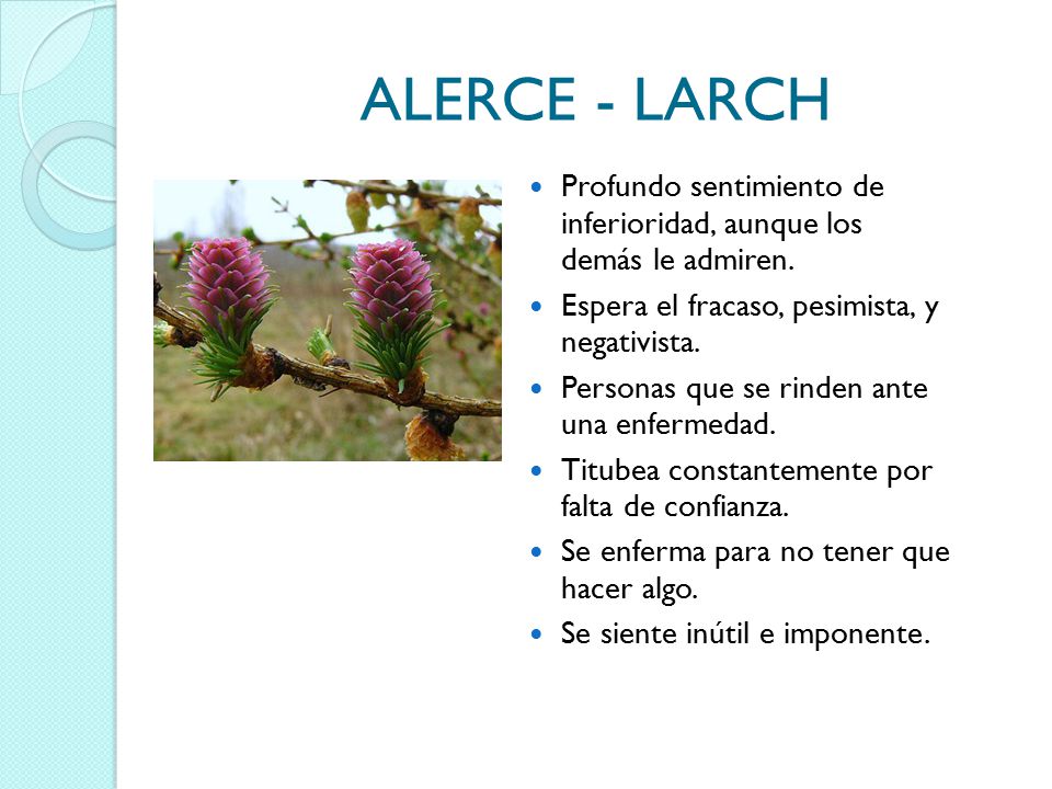 ALERCE - LARCH Profundo sentimiento de inferioridad, aunque los demás le admiren. Espera el fracaso, pesimista, y negativista.