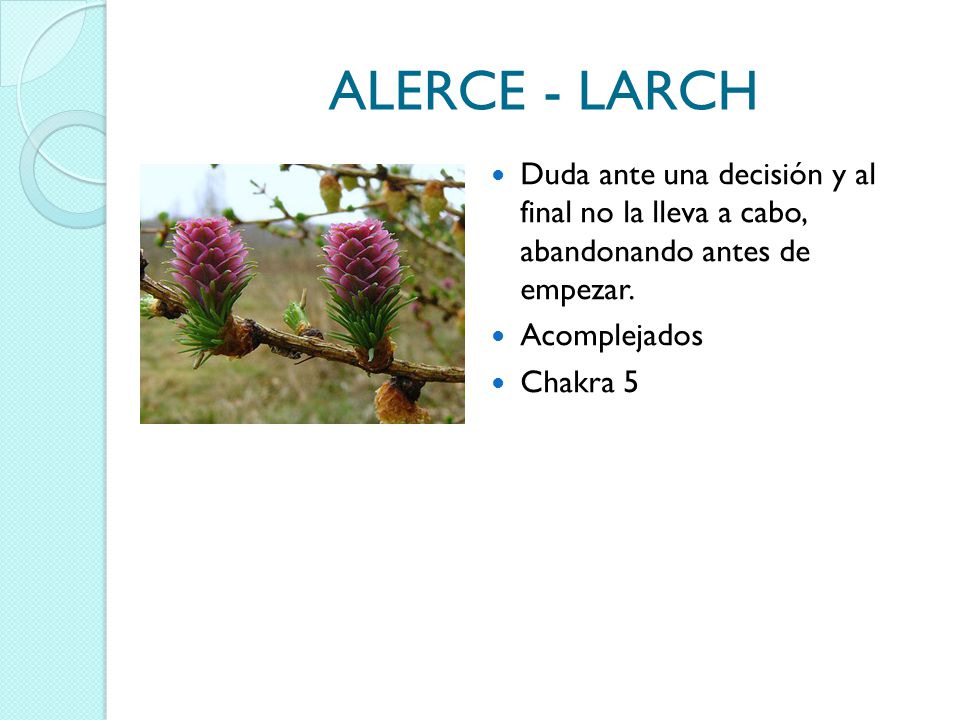 ALERCE - LARCH Duda ante una decisión y al final no la lleva a cabo, abandonando antes de empezar.