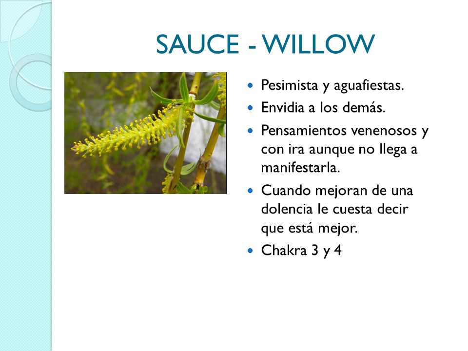SAUCE - WILLOW Pesimista y aguafiestas. Envidia a los demás.