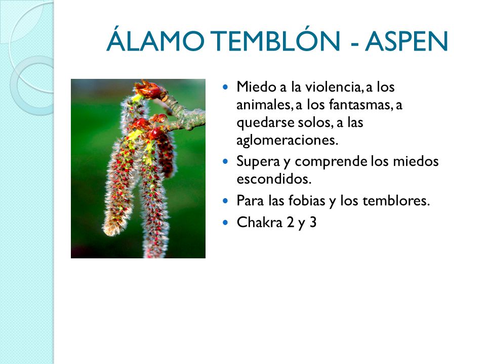 ÁLAMO TEMBLÓN - ASPEN Miedo a la violencia, a los animales, a los fantasmas, a quedarse solos, a las aglomeraciones.