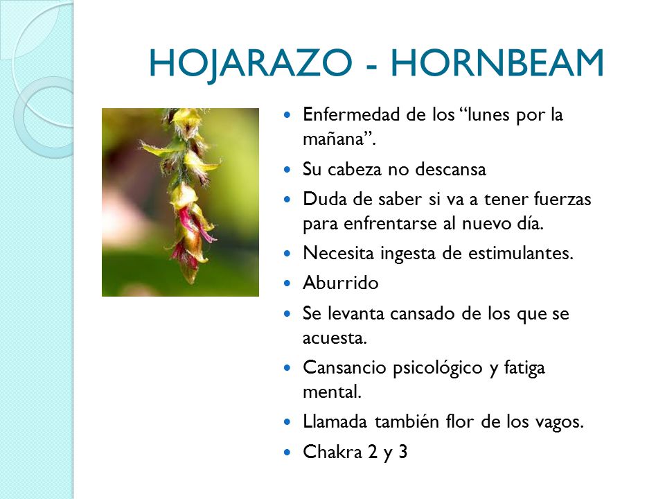 HOJARAZO - HORNBEAM Enfermedad de los lunes por la mañana .