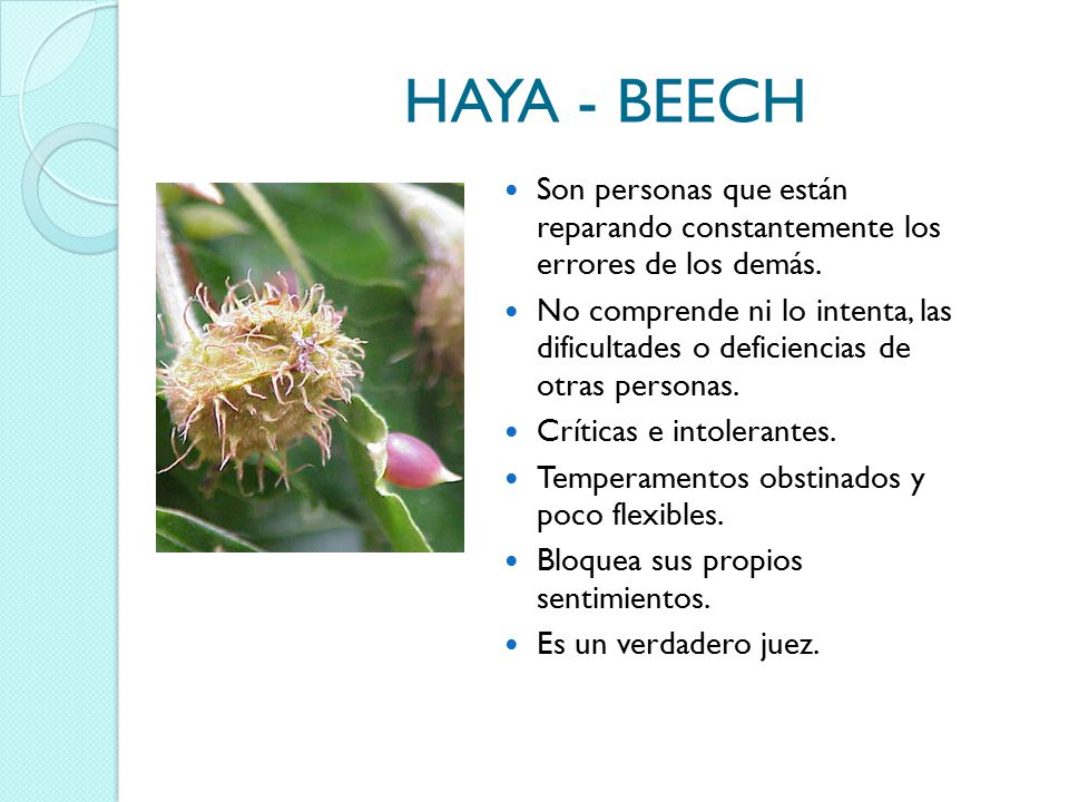 HAYA - BEECH Son personas que están reparando constantemente los errores de los demás.
