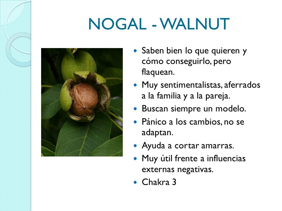 NOGAL - WALNUT Saben bien lo que quieren y cómo conseguirlo, pero flaquean. Muy sentimentalistas, aferrados a la familia y a la pareja.