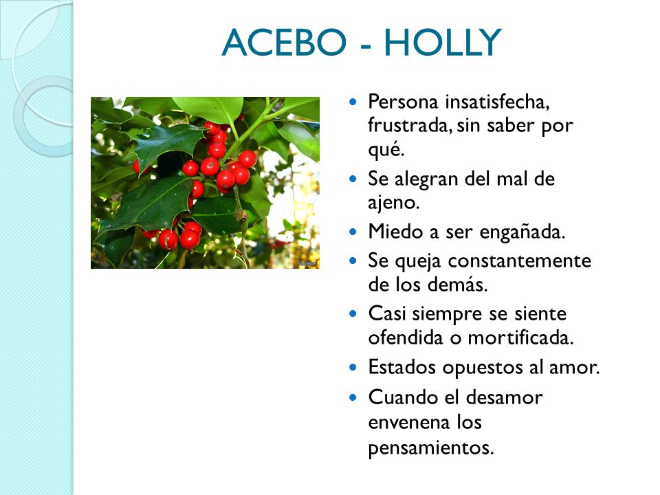 ACEBO - HOLLY Persona insatisfecha, frustrada, sin saber por qué.