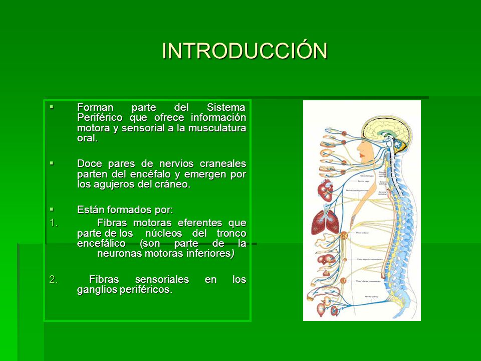 INTRODUCCIÓN Forman parte del Sistema Periférico que ofrece información motora y sensorial a la musculatura oral.
