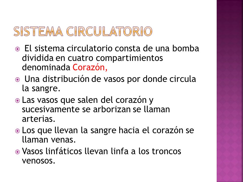 Sistema circulatorio El sistema circulatorio consta de una bomba dividida en cuatro compartimientos denominada Corazón,