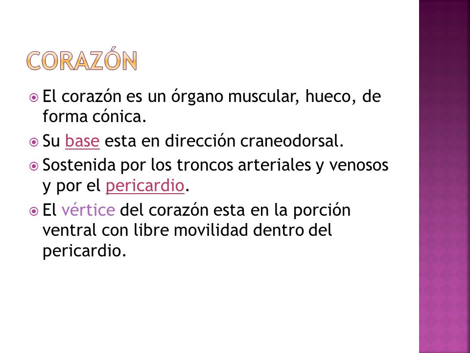 corazón El corazón es un órgano muscular, hueco, de forma cónica.