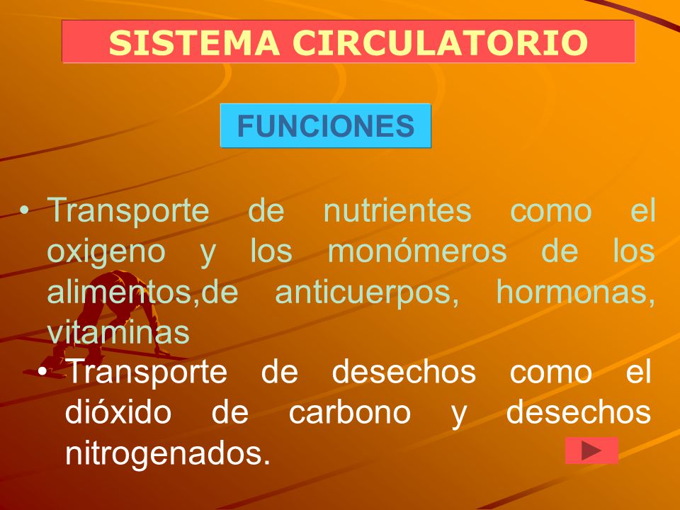 SISTEMA CIRCULATORIO FUNCIONES. Transporte de nutrientes como el oxigeno y los monómeros de los alimentos,de anticuerpos, hormonas, vitaminas.