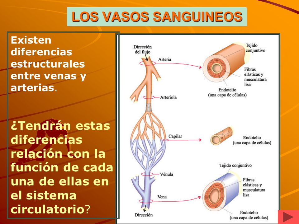 LOS VASOS SANGUINEOS Existen diferencias estructurales entre venas y arterias.