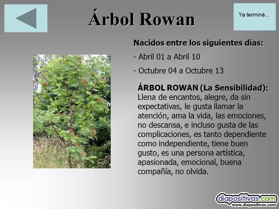 Árbol Rowan Nacidos entre los siguientes días: - Abril 01 a Abril 10