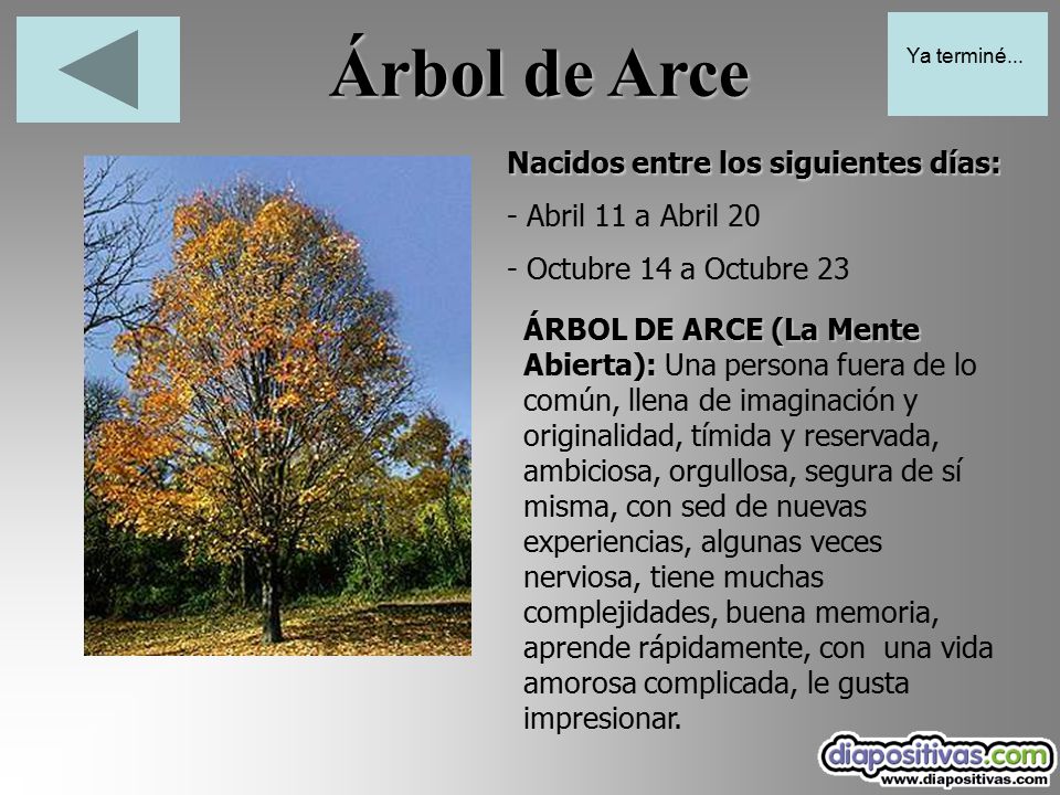 Árbol de Arce Nacidos entre los siguientes días: - Abril 11 a Abril 20