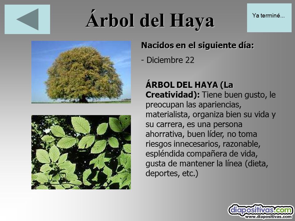 Árbol del Haya Nacidos en el siguiente día: - Diciembre 22