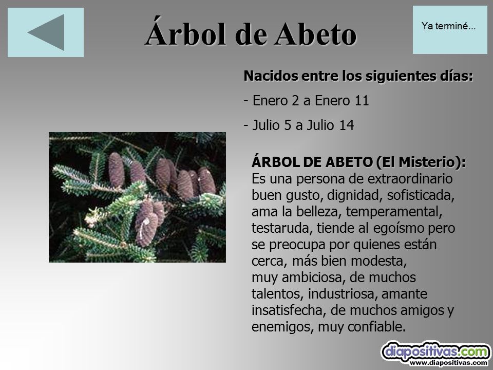 Árbol de Abeto Nacidos entre los siguientes días: - Enero 2 a Enero 11