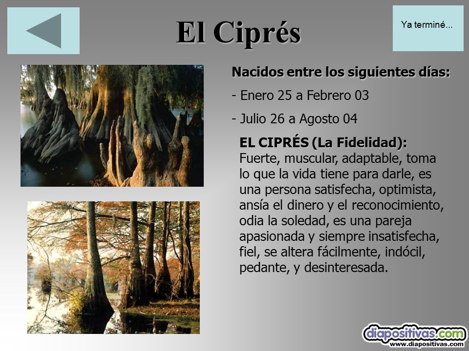 El Ciprés Nacidos entre los siguientes días: - Enero 25 a Febrero 03