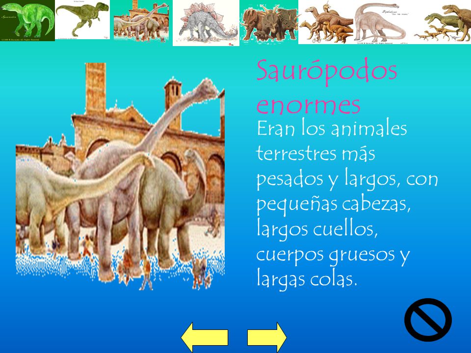 Saurópodos enormes Eran los animales terrestres más pesados y largos, con pequeñas cabezas, largos cuellos, cuerpos gruesos y largas colas.