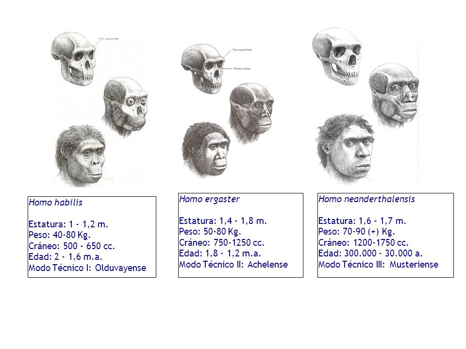 Homo ergaster Estatura: 1,4 - 1,8 m. Peso: Kg. Cráneo: cc. Edad: 1,8 - 1,2 m.a. Modo Técnico II: Achelense.