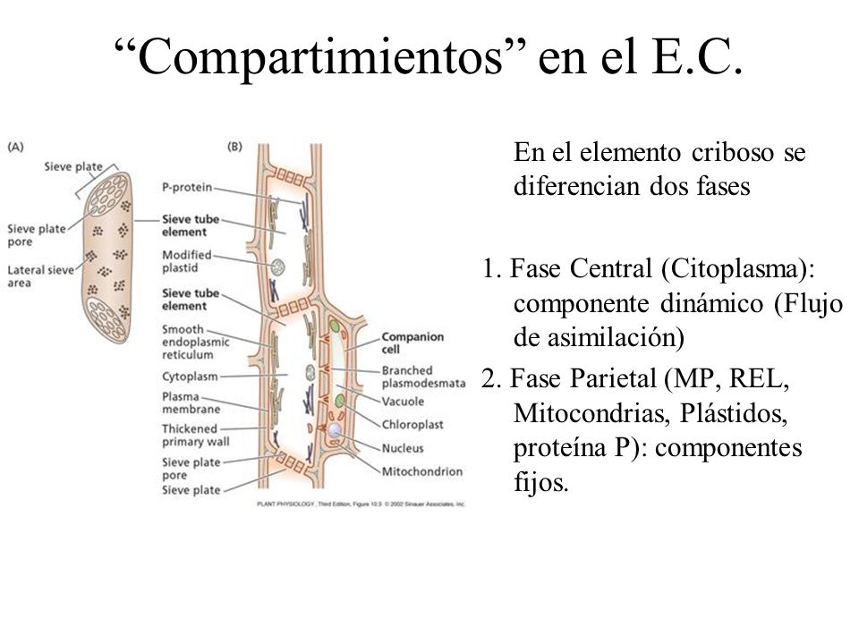 Compartimientos en el E.C.
