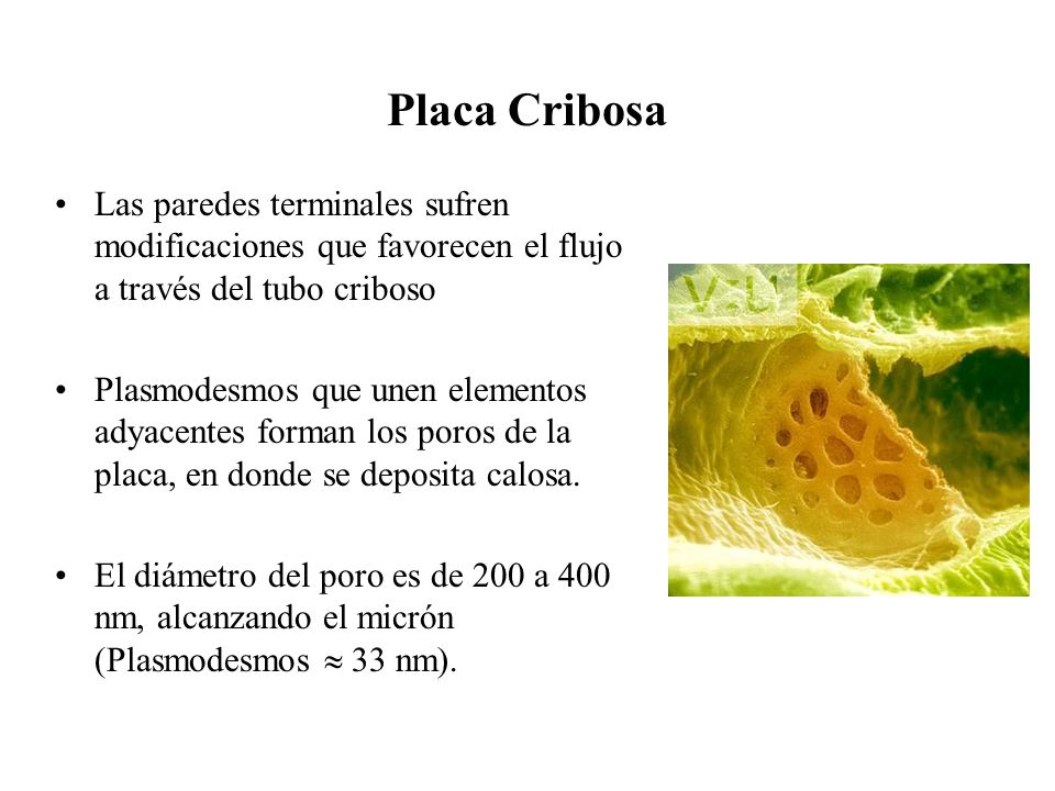 Placa Cribosa Las paredes terminales sufren modificaciones que favorecen el flujo a través del tubo criboso.