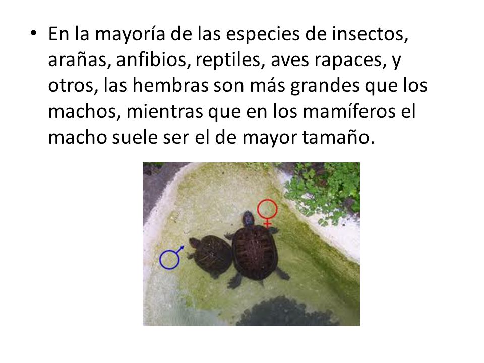 En la mayoría de las especies de insectos, arañas, anfibios, reptiles, aves rapaces, y otros, las hembras son más grandes que los machos, mientras que en los mamíferos el macho suele ser el de mayor tamaño.