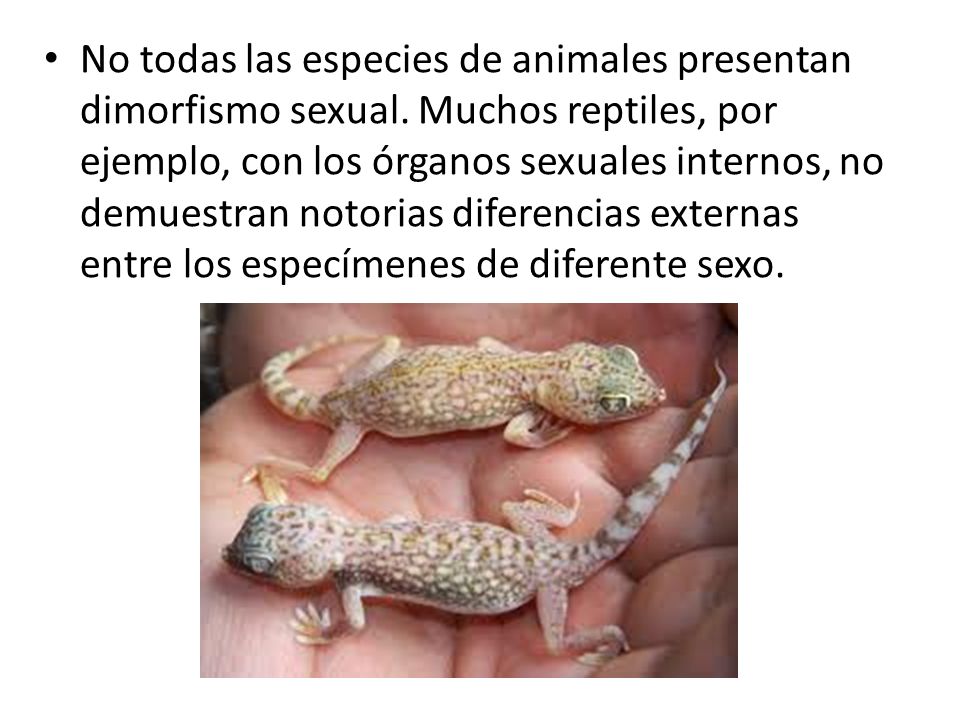 No todas las especies de animales presentan dimorfismo sexual