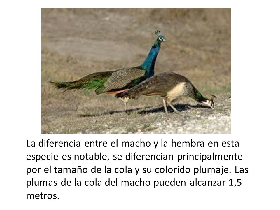 La diferencia entre el macho y la hembra en esta especie es notable, se diferencian principalmente por el tamaño de la cola y su colorido plumaje.