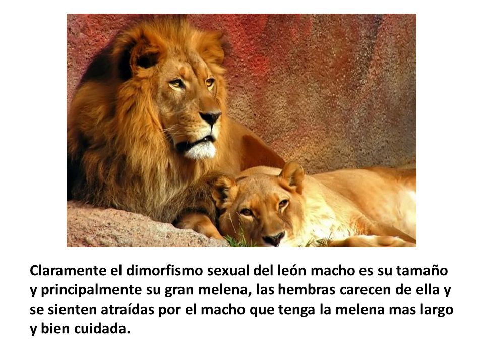 Claramente el dimorfismo sexual del león macho es su tamaño y principalmente su gran melena, las hembras carecen de ella y se sienten atraídas por el macho que tenga la melena mas largo y bien cuidada.