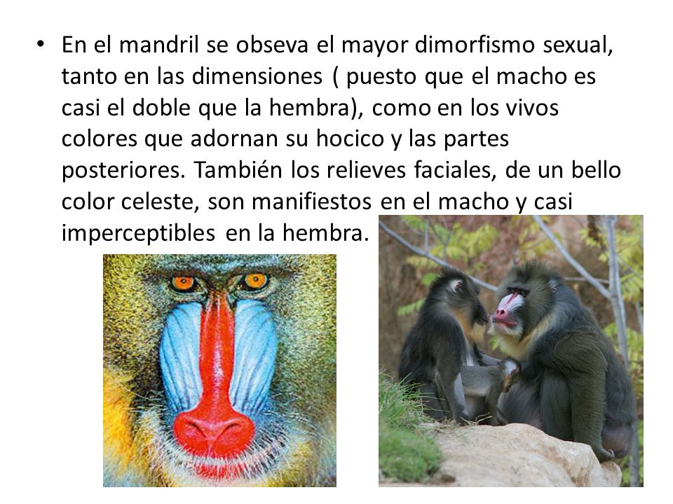En el mandril se obseva el mayor dimorfismo sexual, tanto en las dimensiones ( puesto que el macho es casi el doble que la hembra), como en los vivos colores que adornan su hocico y las partes posteriores.