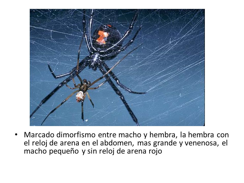 Marcado dimorfismo entre macho y hembra, la hembra con el reloj de arena en el abdomen, mas grande y venenosa, el macho pequeño y sin reloj de arena rojo
