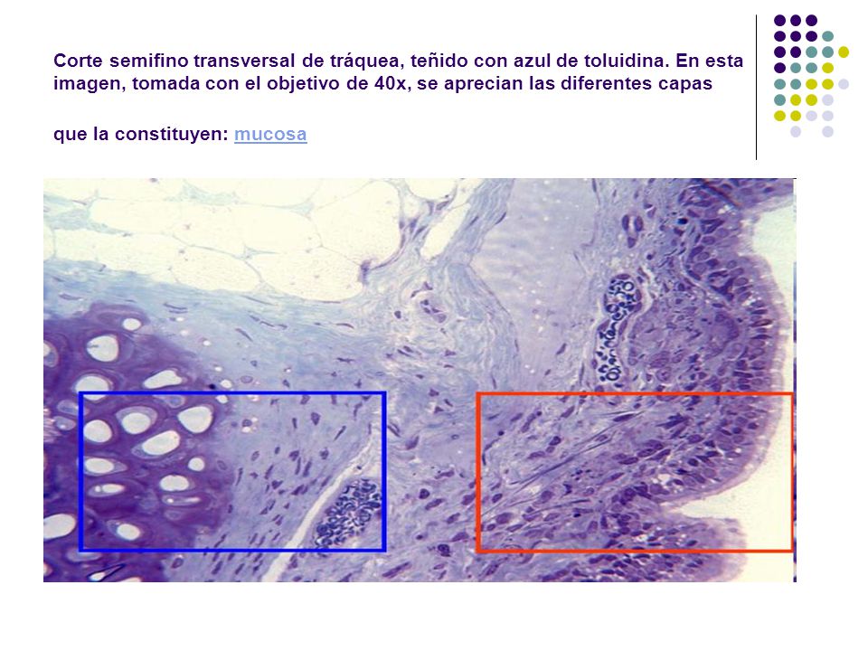 Corte semifino transversal de tráquea, teñido con azul de toluidina