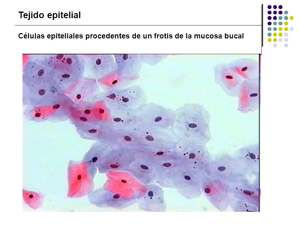 Tejido epitelial Células epiteliales procedentes de un frotis de la mucosa bucal