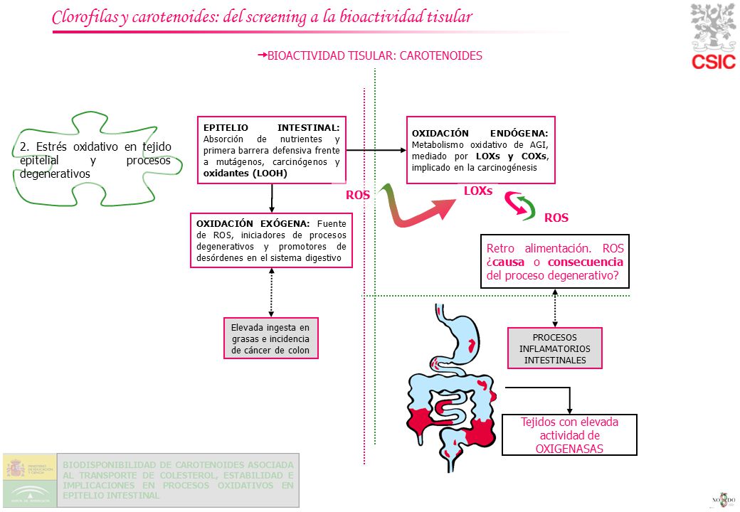 Clorofilas y carotenoides: del screening a la bioactividad tisular