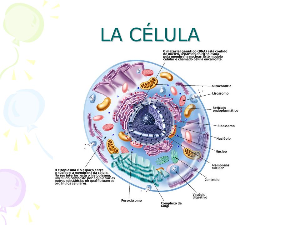 LA CÉLULA