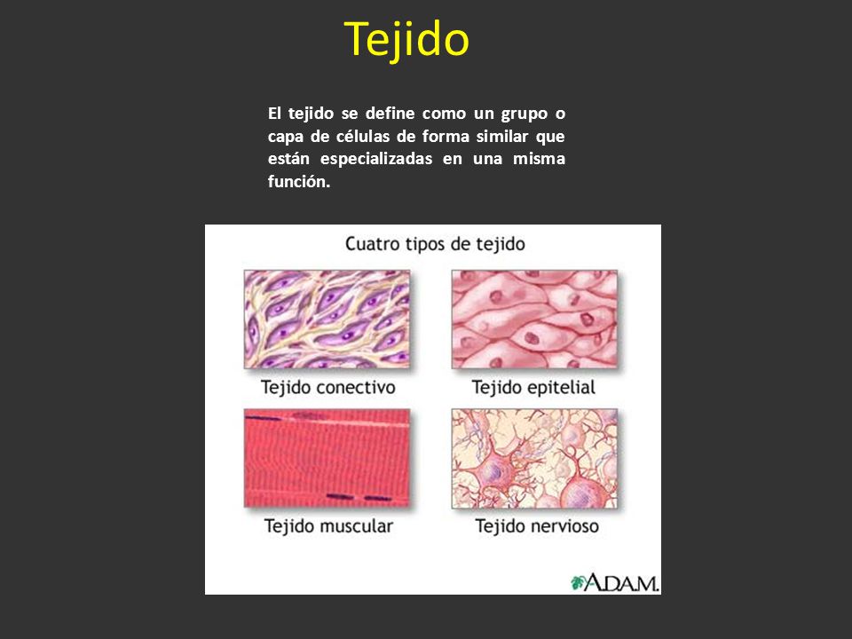 Tejido El tejido se define como un grupo o capa de células de forma similar que están especializadas en una misma función.